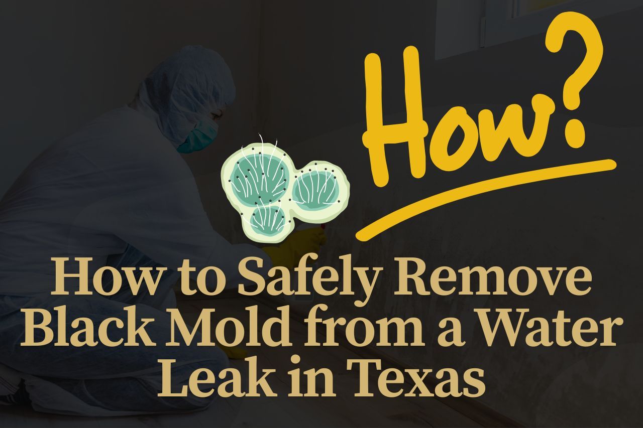 How to Safely Remove Black Mold from a Water Leak in Texas