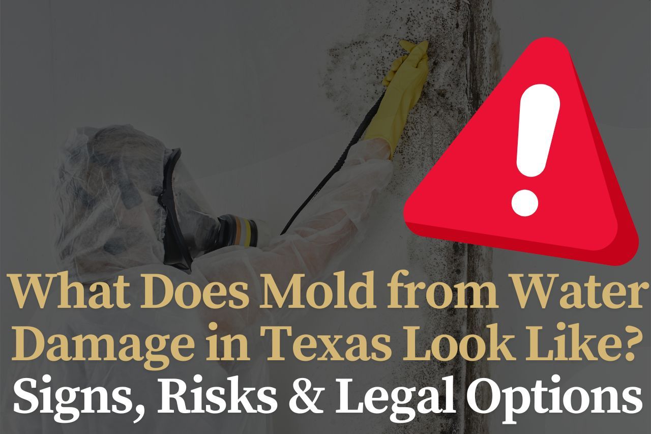 What Does Mold from Water Damage in Texas Look Like? Signs, Risks & Legal Options